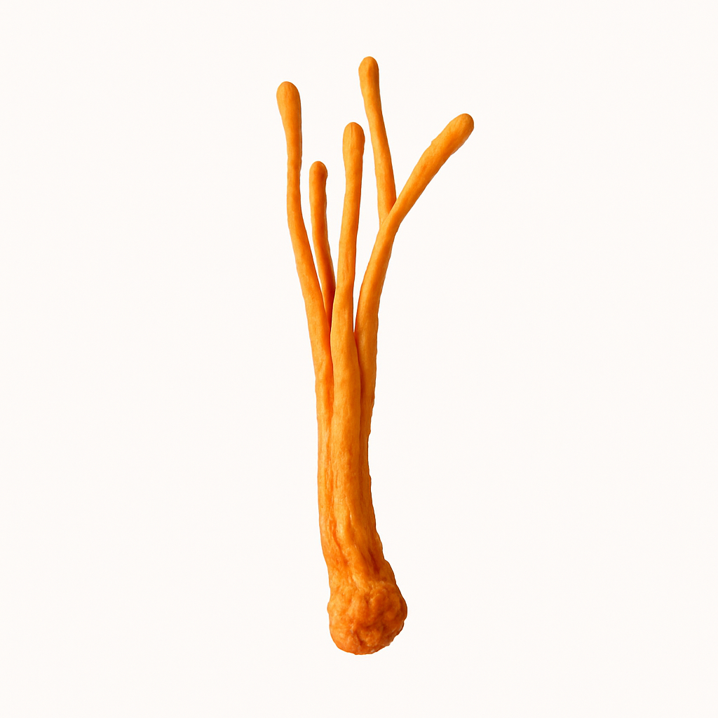Cordyceps mushroom